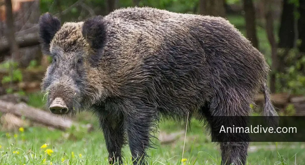 gross animals