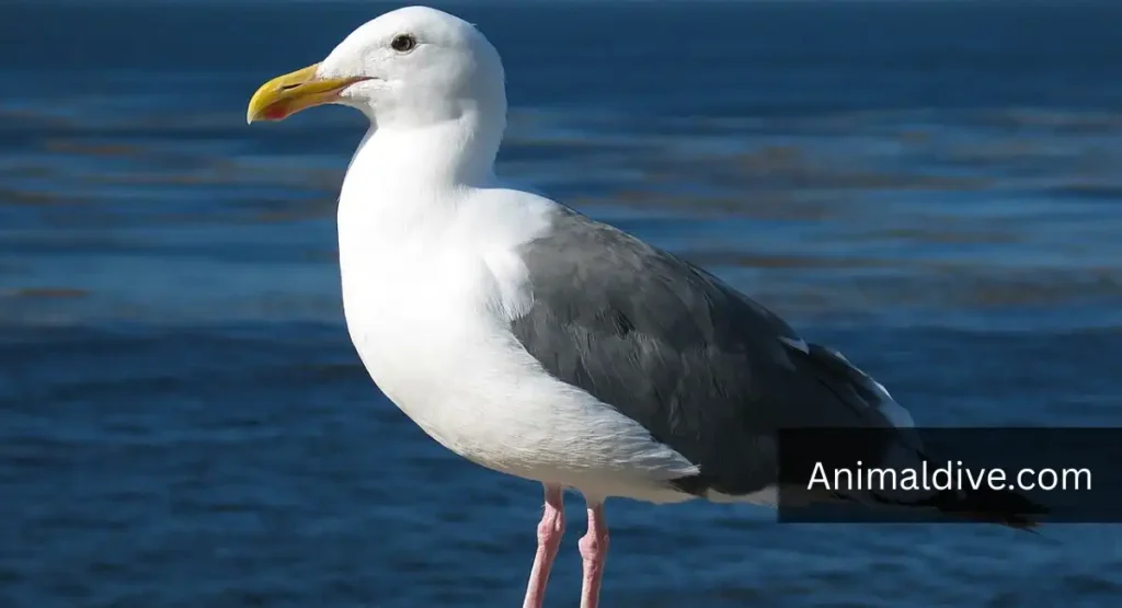 most unhygienic animals