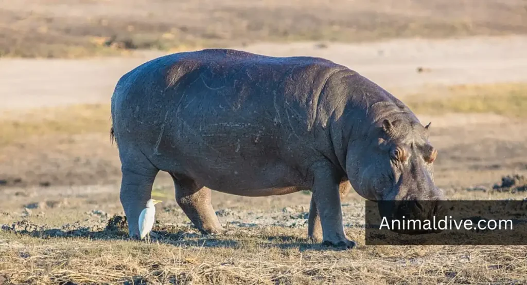 nastiest animals