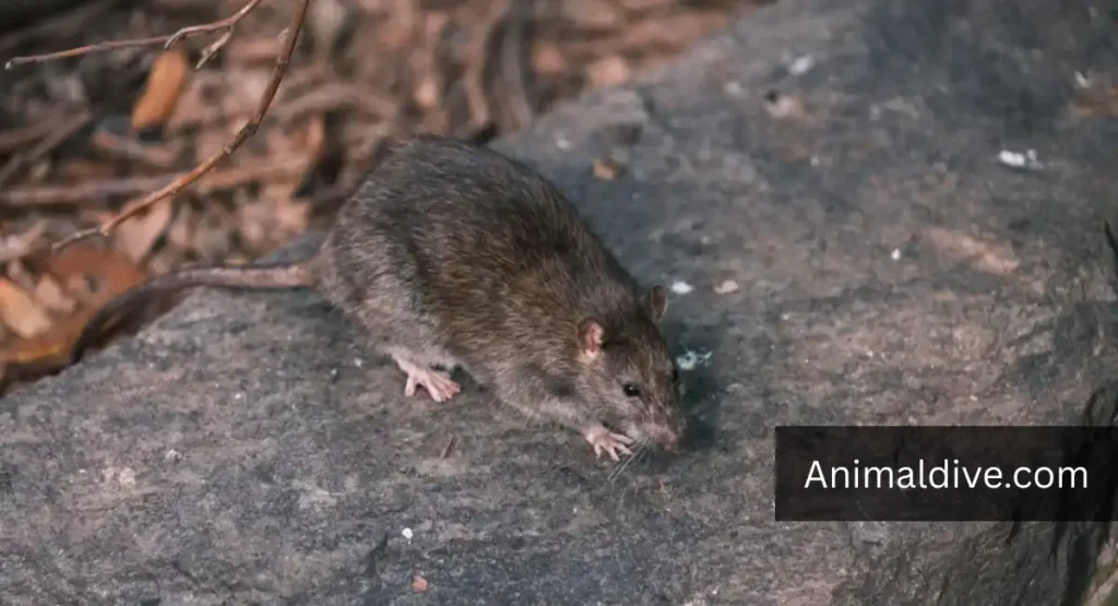top 10 dirtiest animal in the world