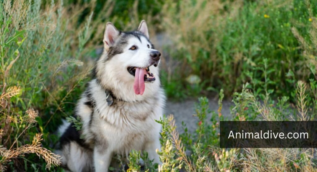 what animals can have down syndrome
