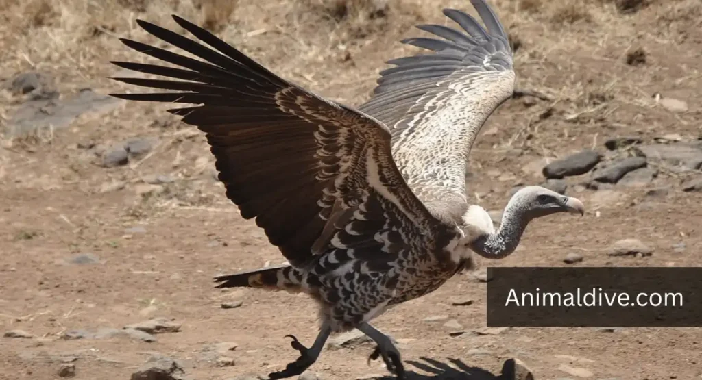 what are the dirtiest animals in the world