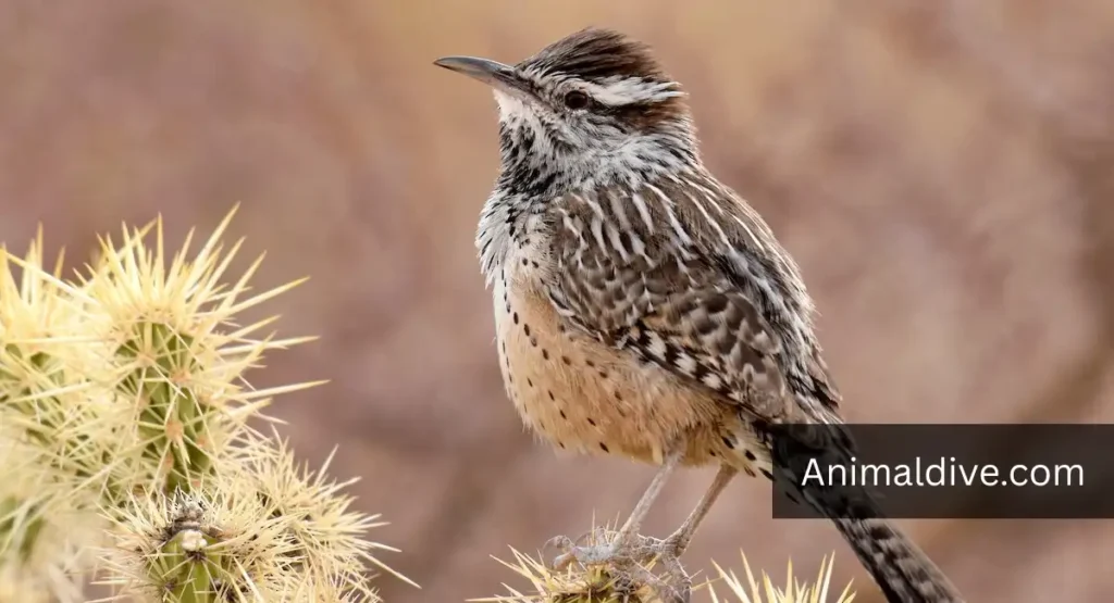 what eats a cactus in the desert