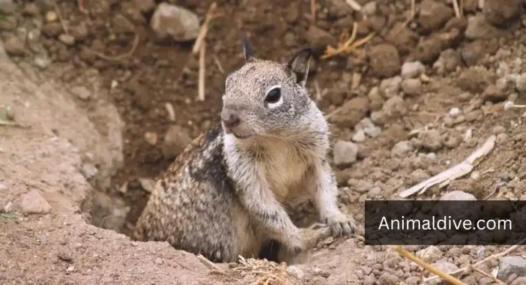 what eats cacti in the desert