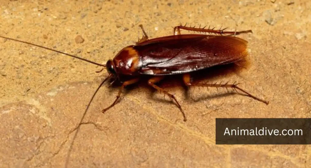 what is the dirtiest animal in the world