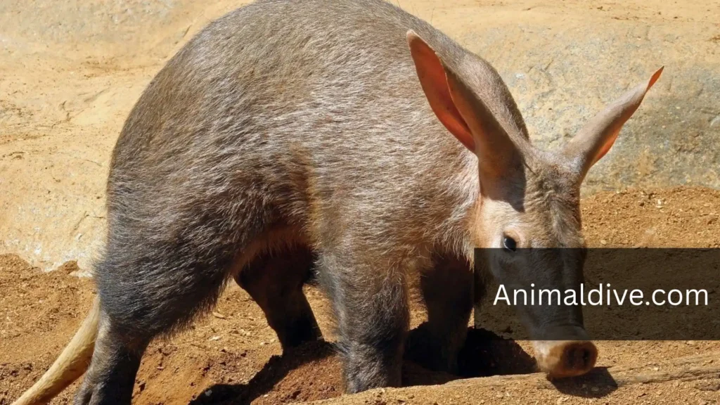 Aardvark animals that look like groundhogs