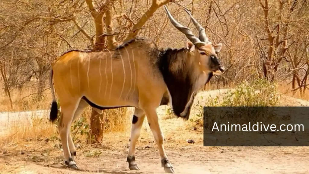 African Animals Like Horses