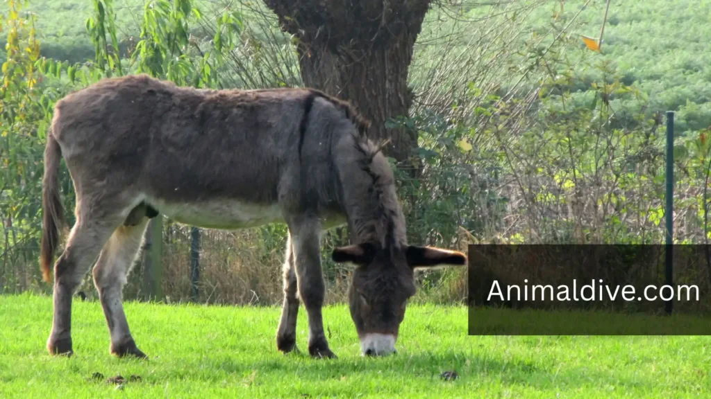 Animal Companions
