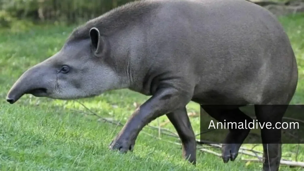 Animal Similar To Horse