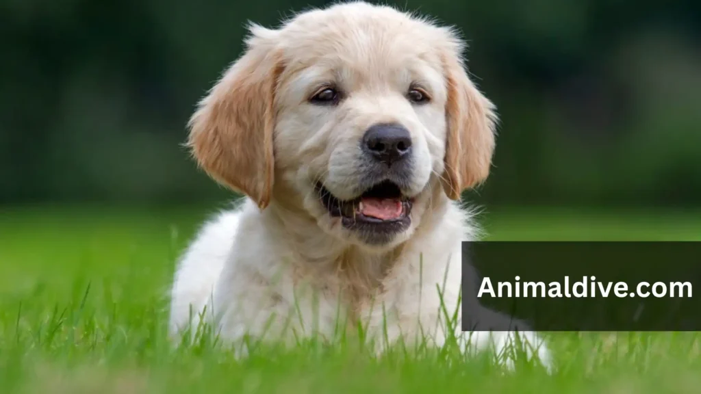 Animals Friendly to Humans