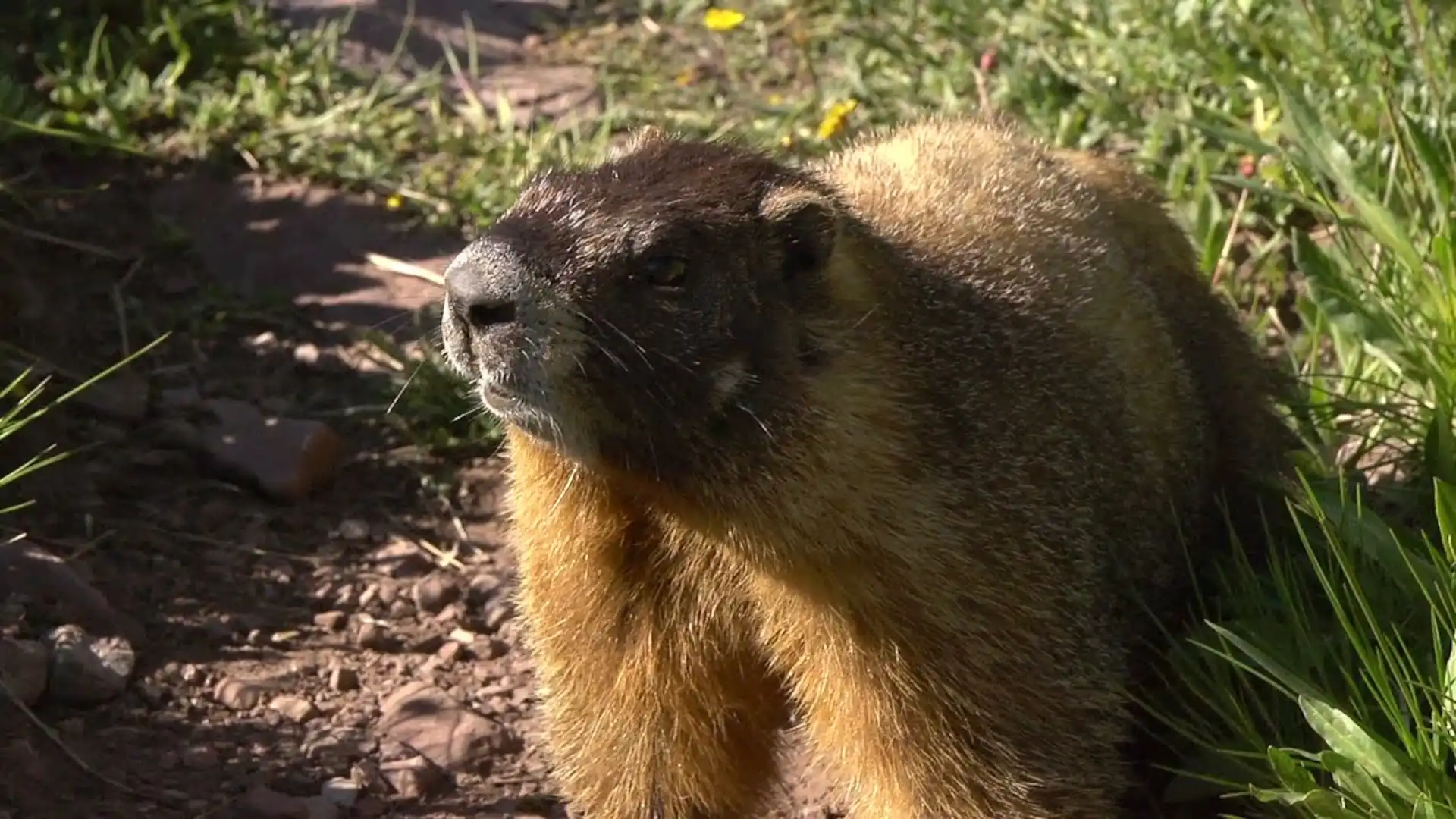 Animals Like Groundhogs
