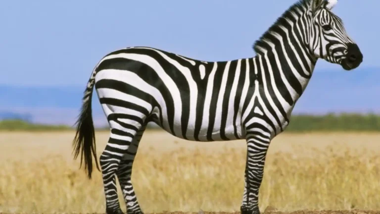 Animals Like Horses