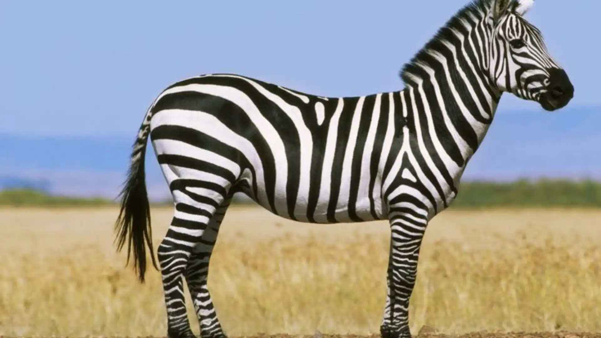 Animals Like Horses