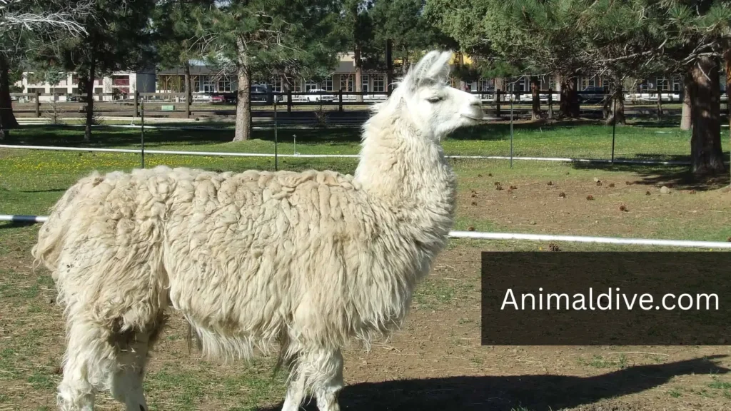 Animals Resembling Horses