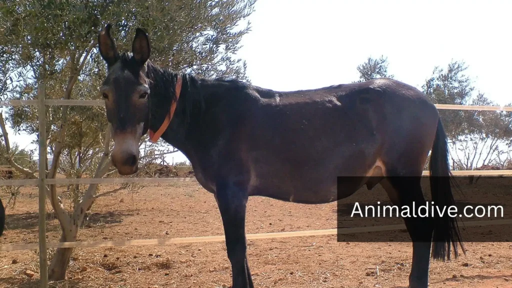Animals Similar to Horses