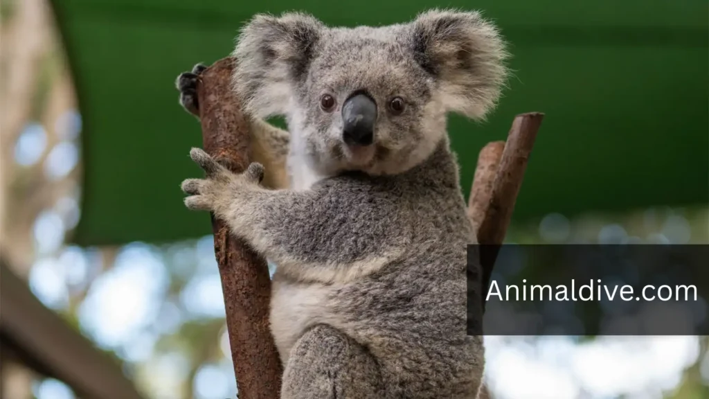 Animals That Are Quiet And Shy