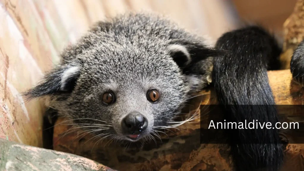 Animals That Avoid Humans