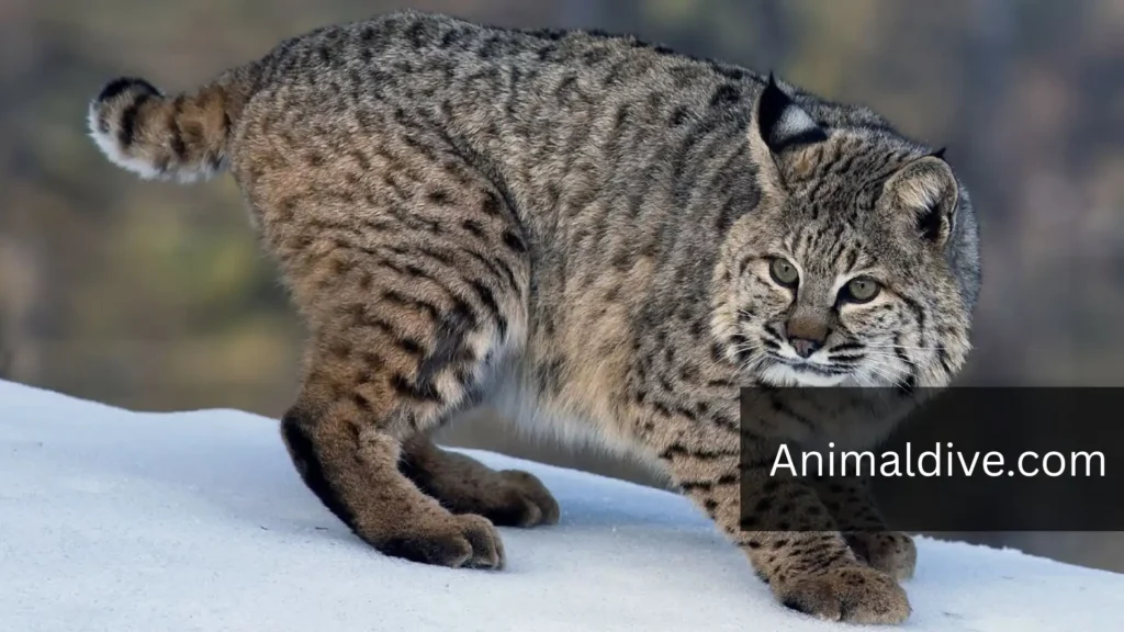 Animals That Eat Squirrel
