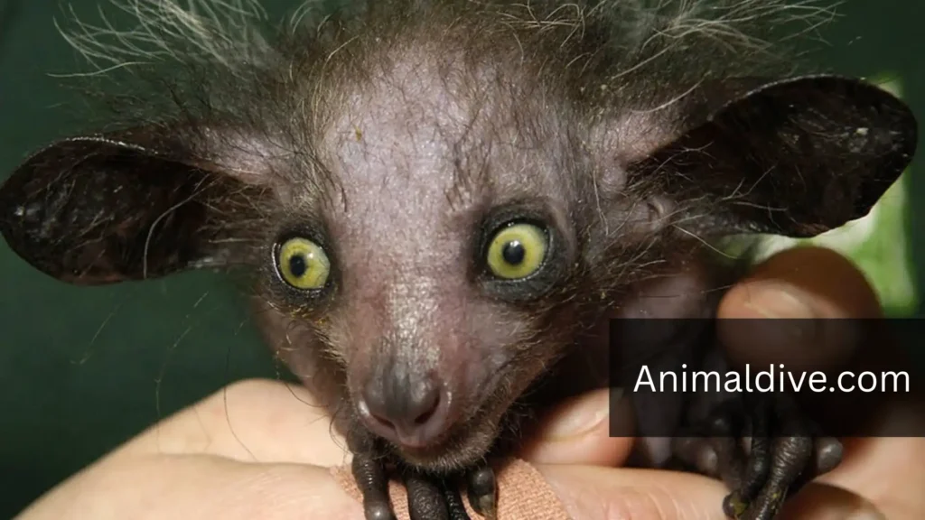 Animals That Hide From Humans