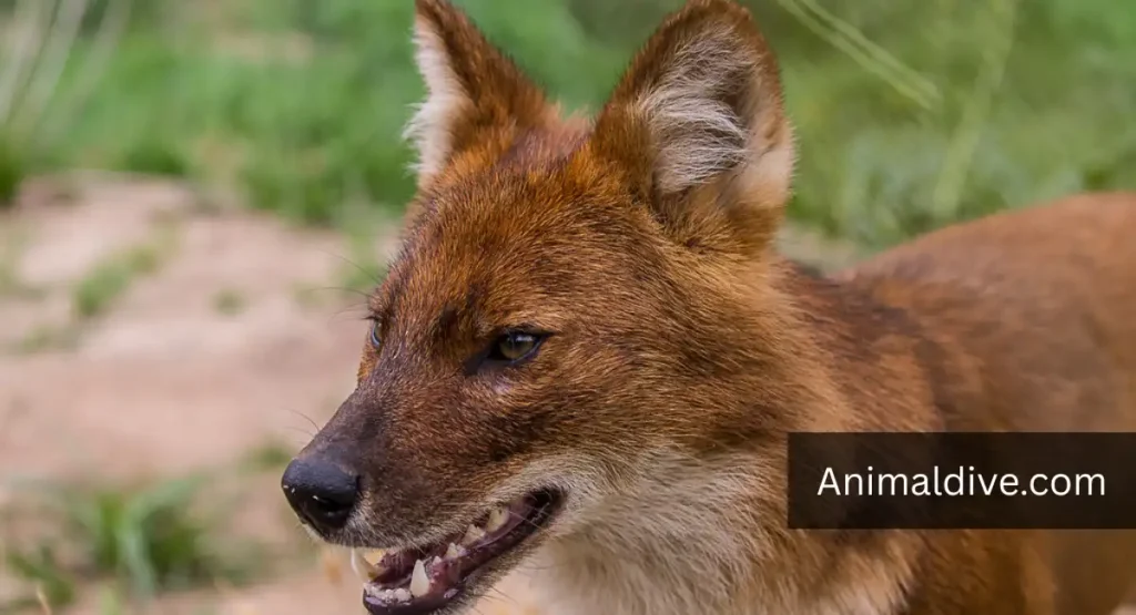 Animals That Hunt Monkeys