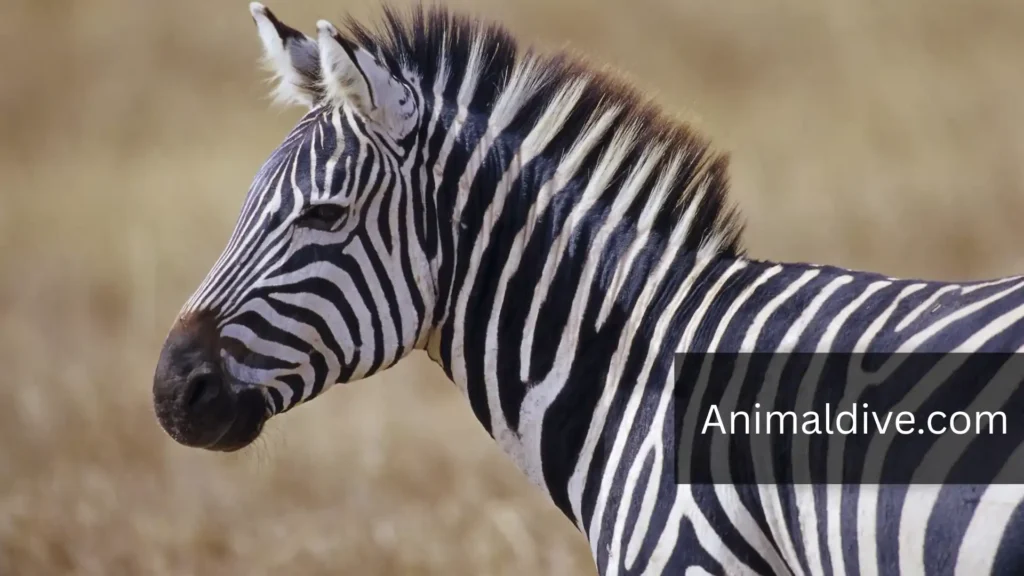 Animals That Look Like Horses