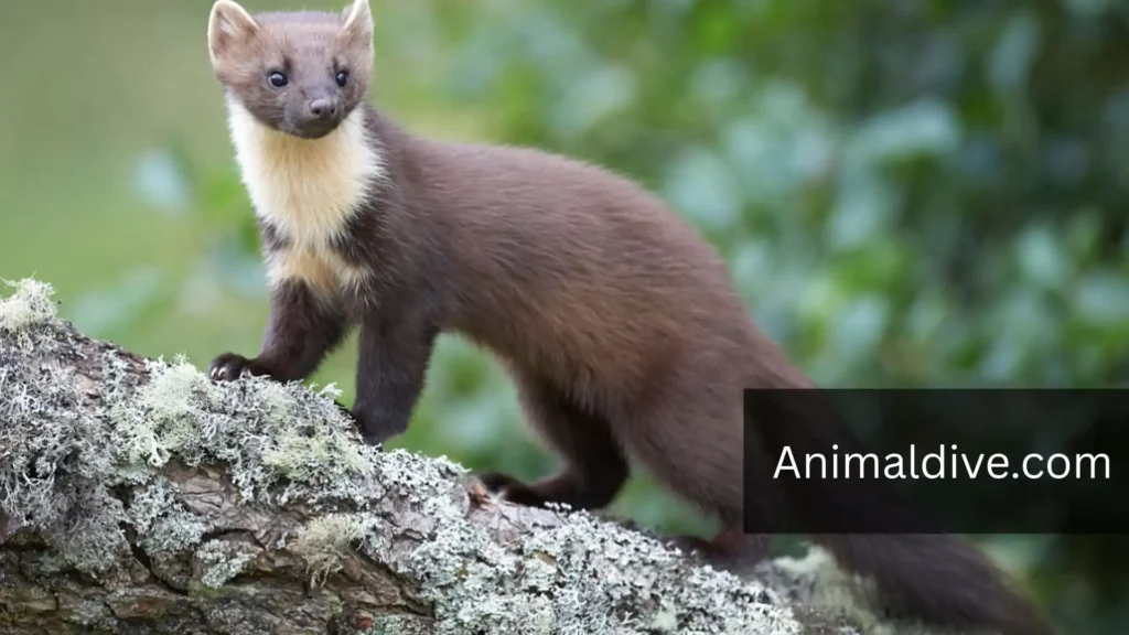 Animals That Prey On Squirrels