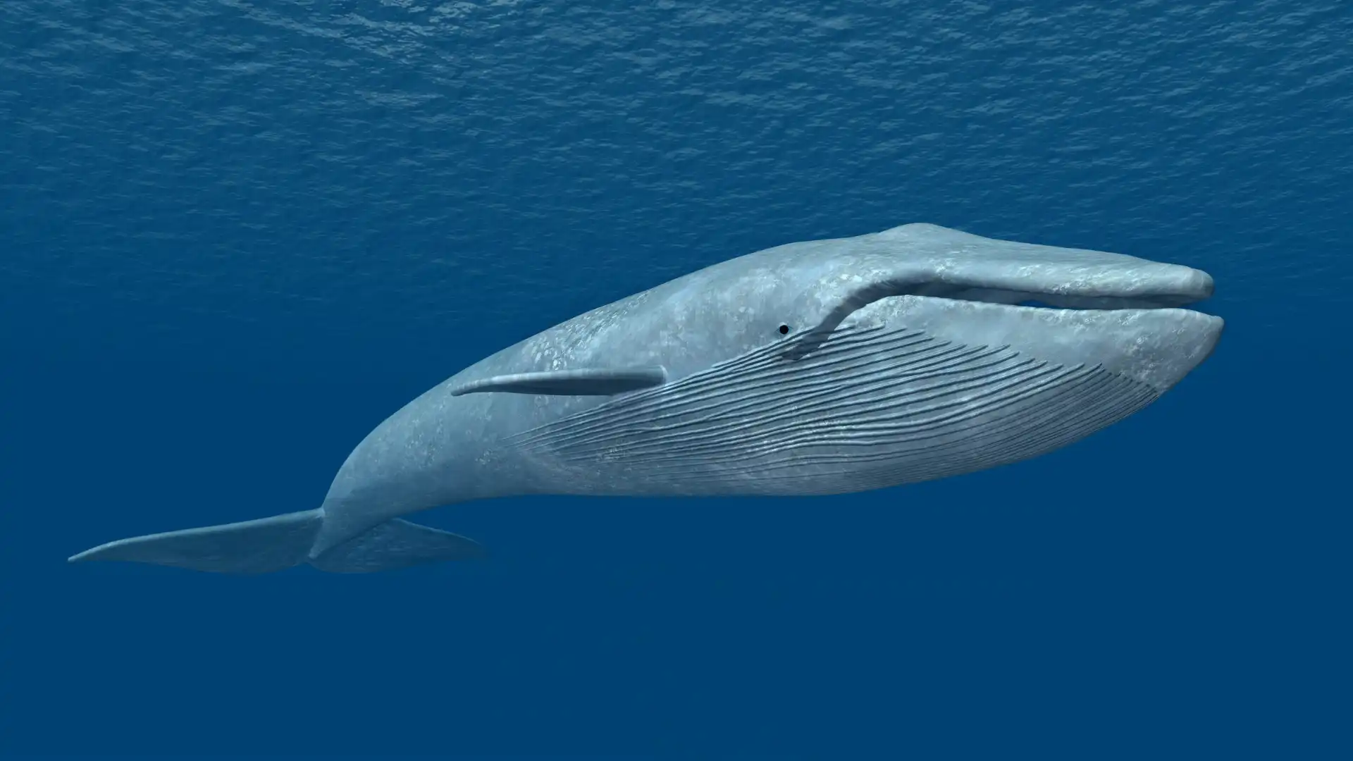 Animals with flippers