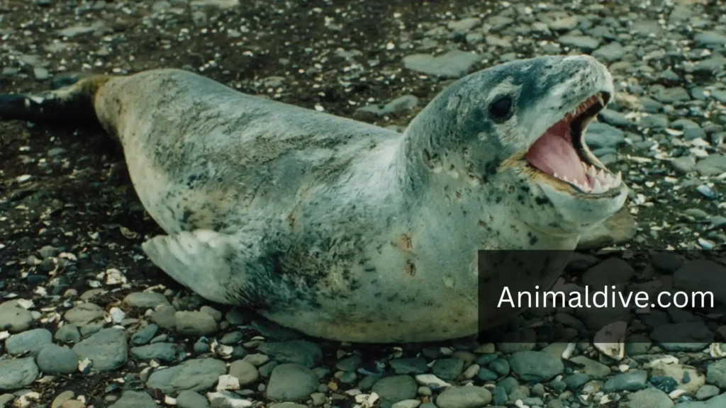 Aquatic Animals With Flippers