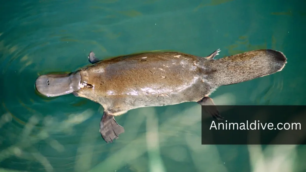 Aquatic Mammals With Flippers