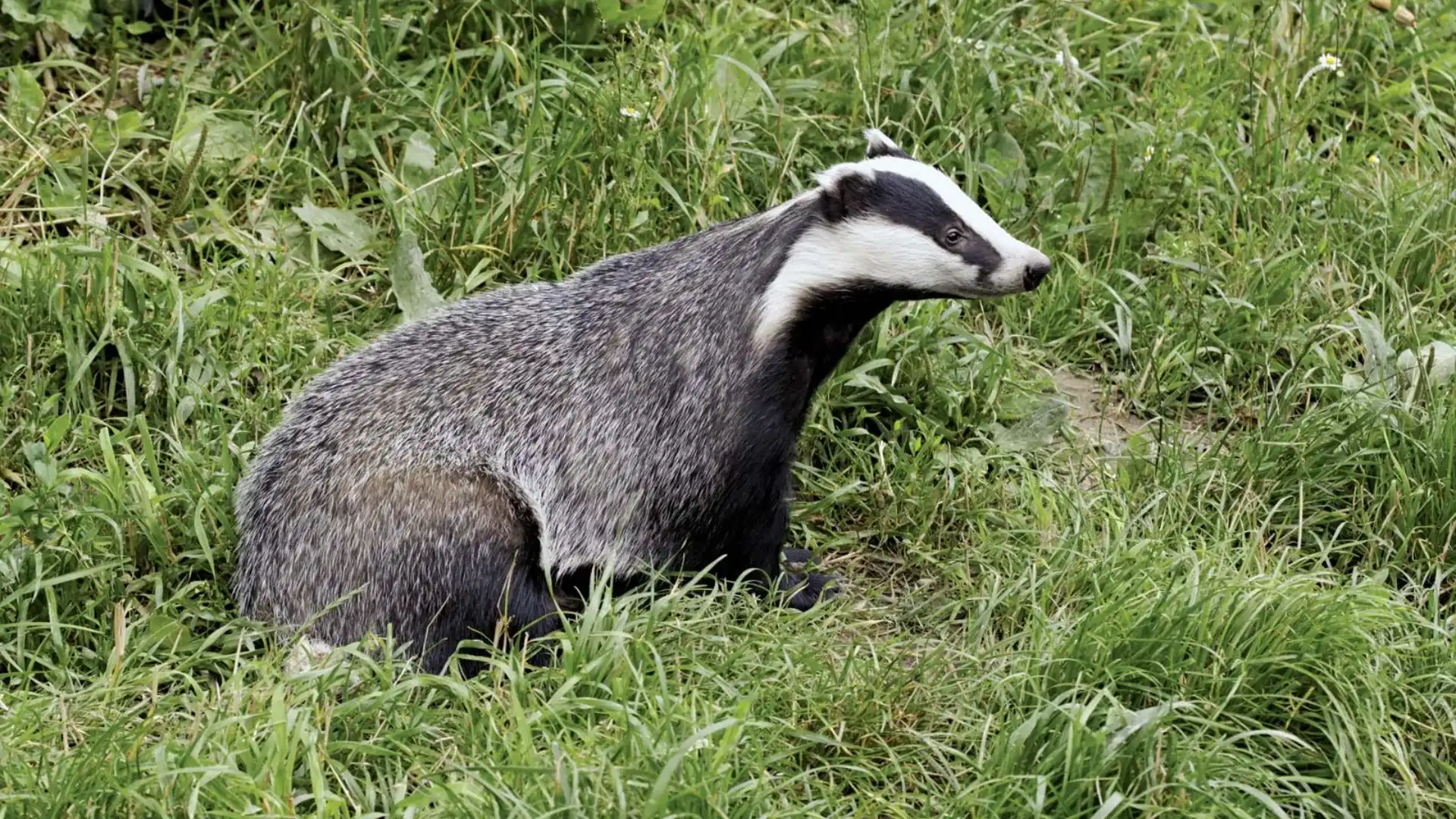 Badgers In Maine