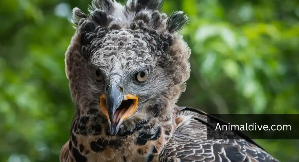 Birds That Eat Monkeys