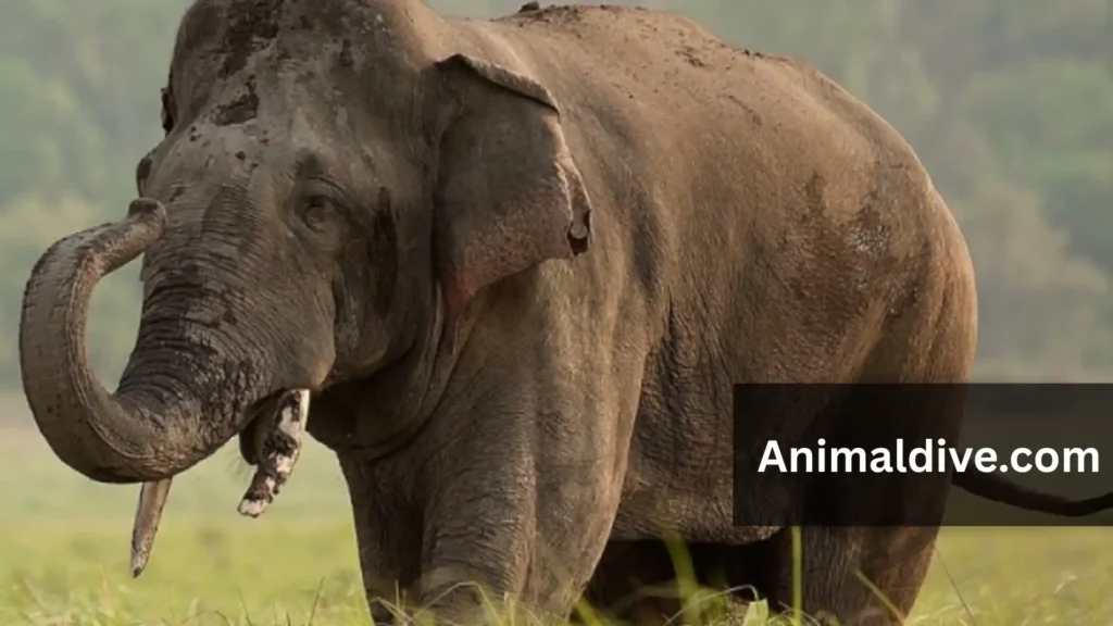 Calm Animals