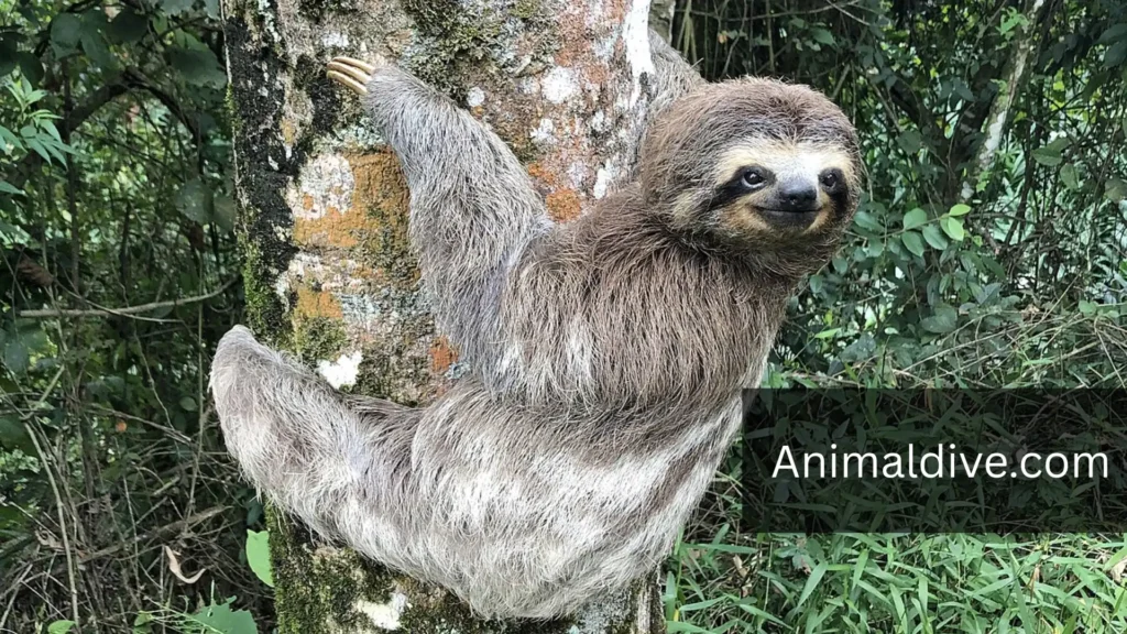Calm Nature Animals