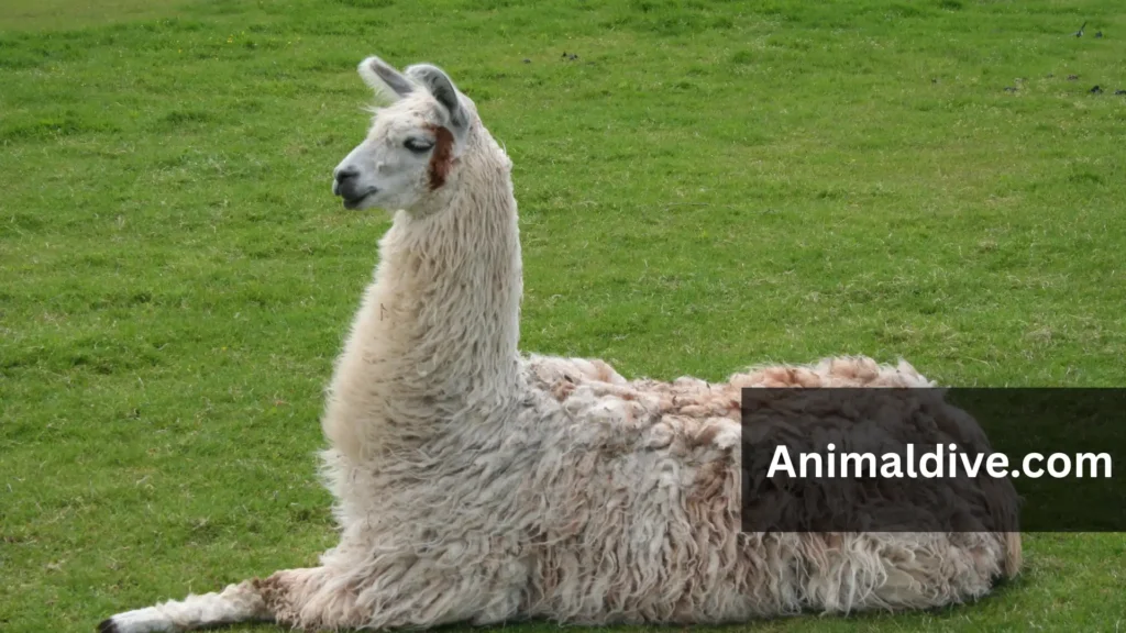 Chill Animals