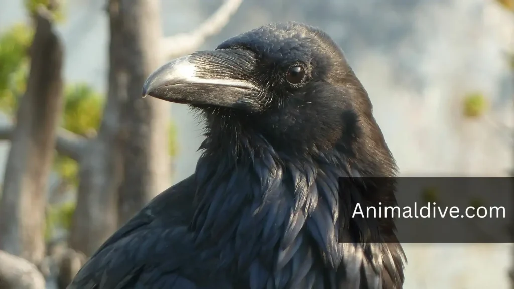 Clever Bird With Mischievous Behavior