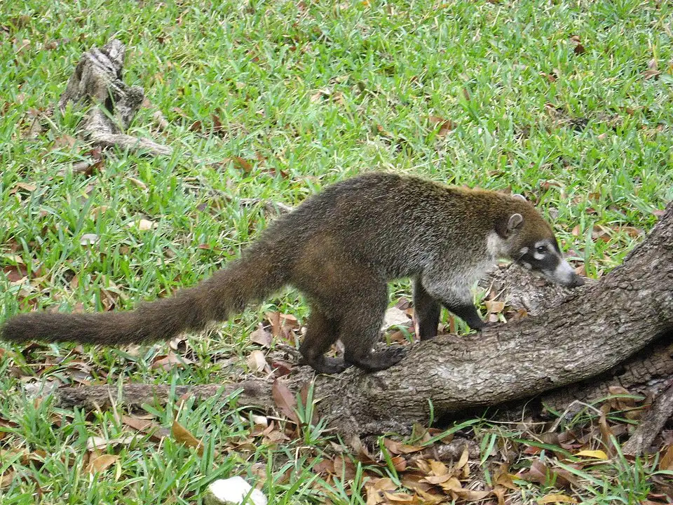 Curious Forest Mammal