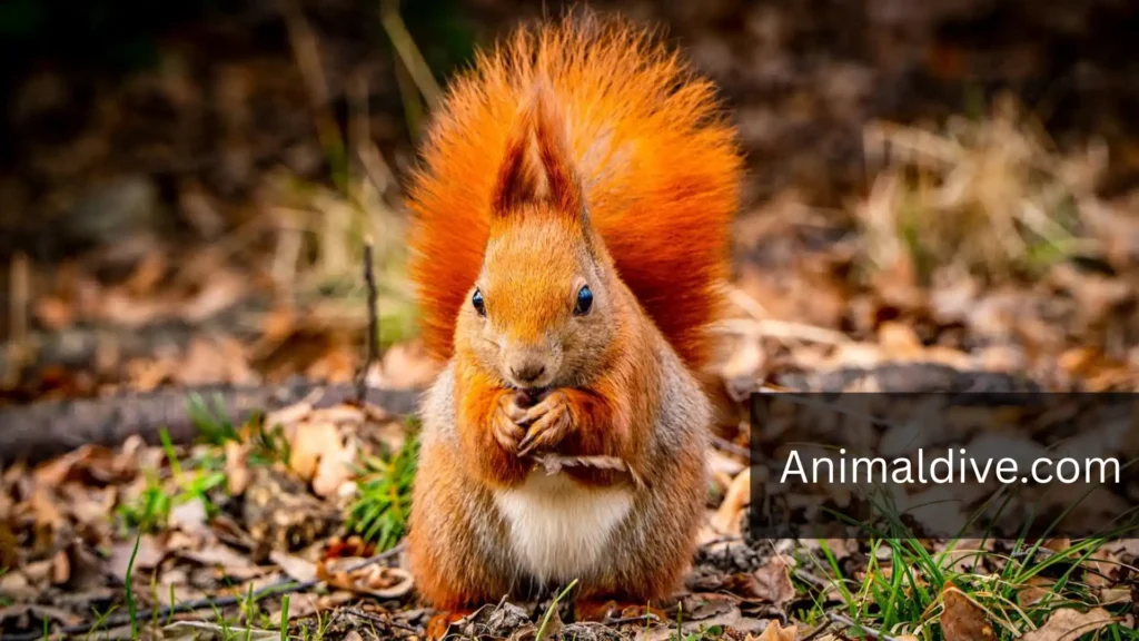Curious Tree Animal