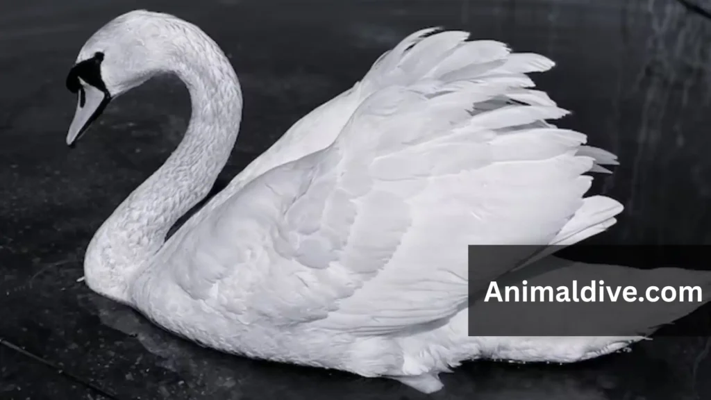 Cute Friendly Animals
