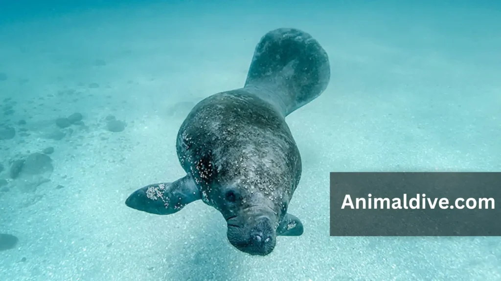 Docile Animals