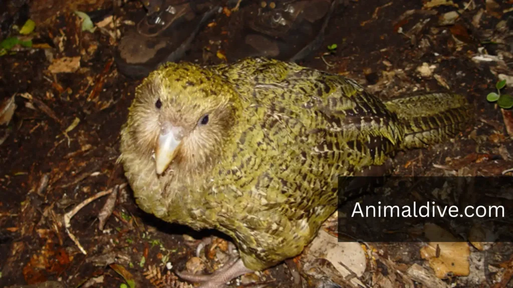 Elusive Animals