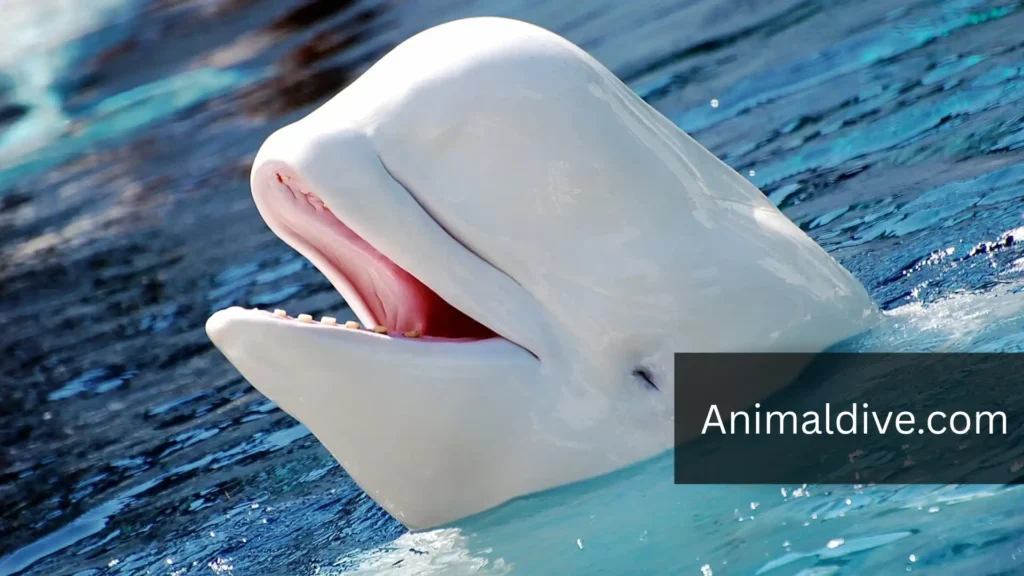 Flippered Animals