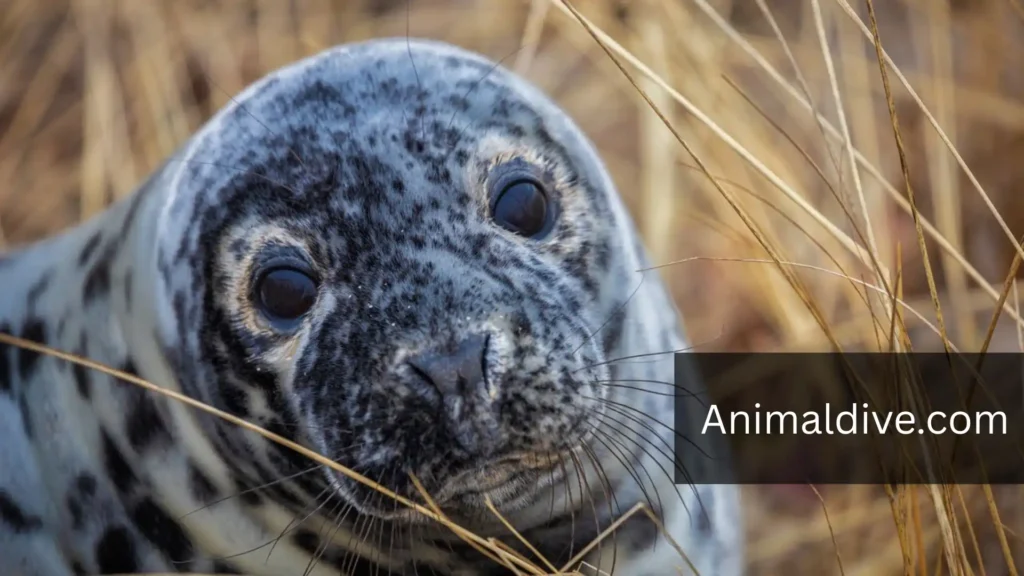 Flippered Aquatic Animals
