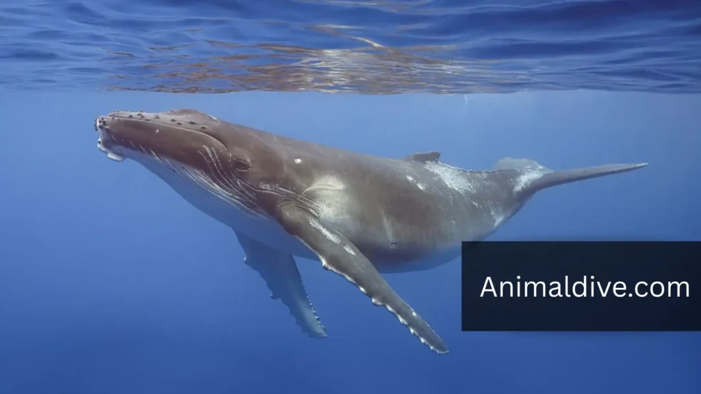 Flippered Mammal