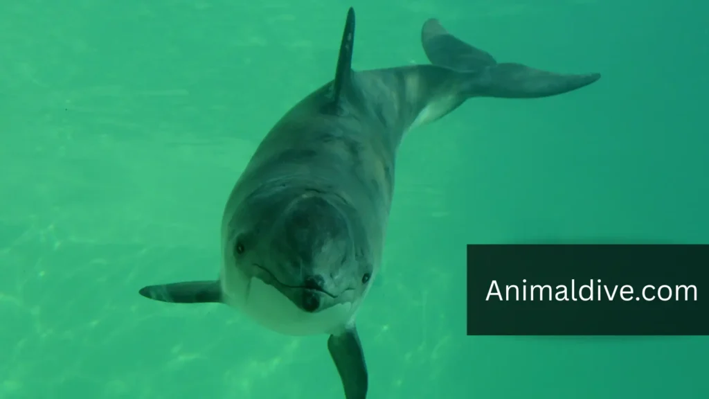 Flippers Animal