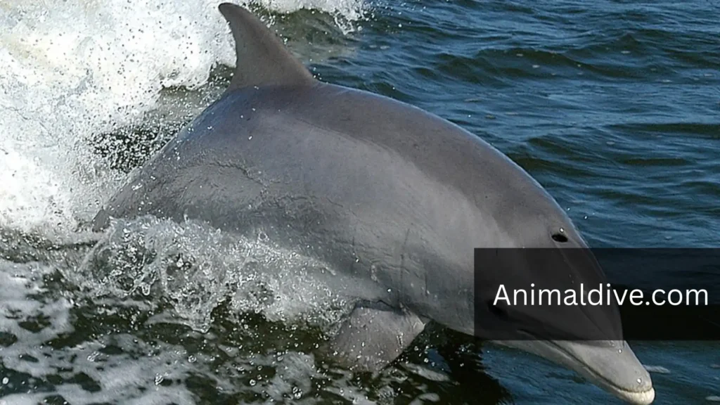 Flippers Animals