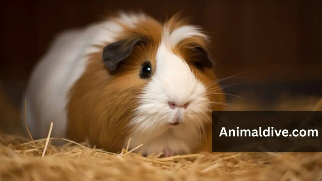 Friendliest Animals