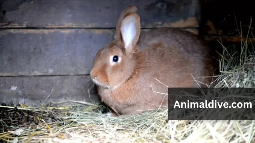 Friendly Animals