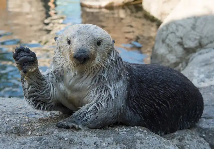 Funny Marine Animal