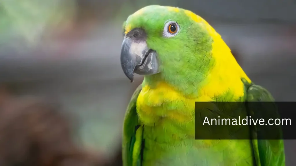 Funny Talking Bird
