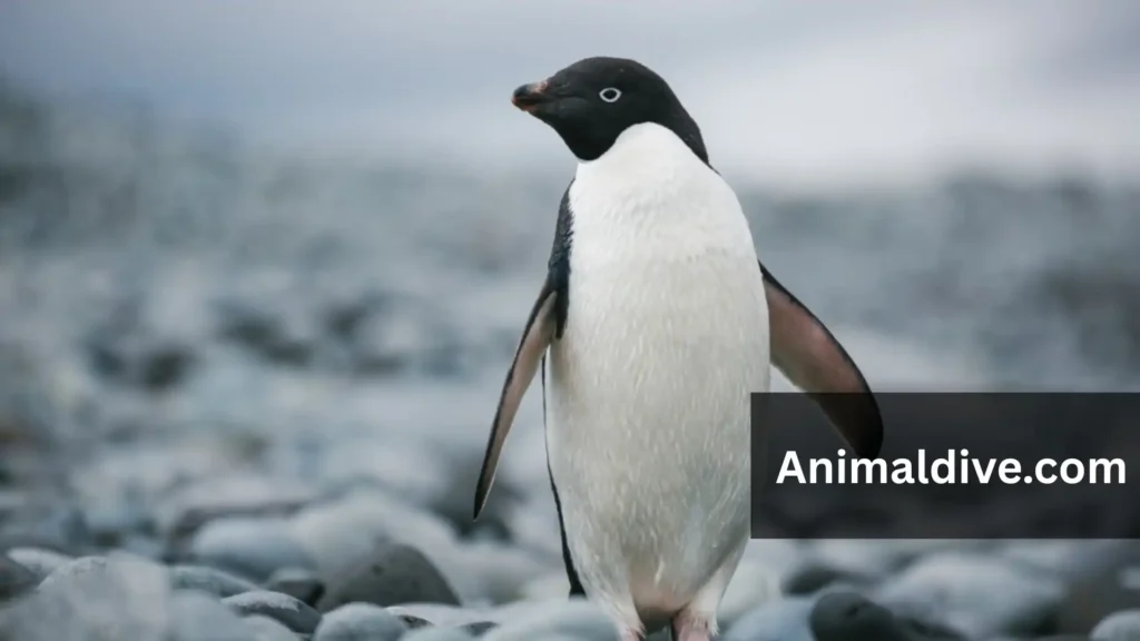 Gentle Mammals